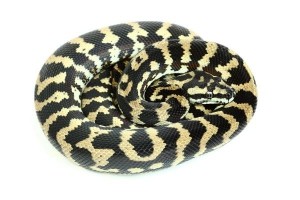 Morelia spilota mcdowelli, adulte